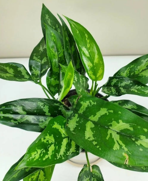 Aglaonema Maria indoor plant with variegated green leaves in white ceramic pot