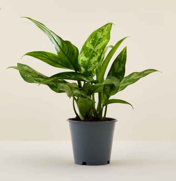 Aglaonema Maria 30cm - Aglaonema Emerald Beauty, Chinese Evergreen, Arum Plant