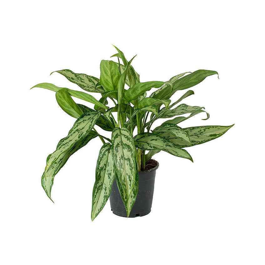 Aglaonema Silver Queen 30cm-40cm
