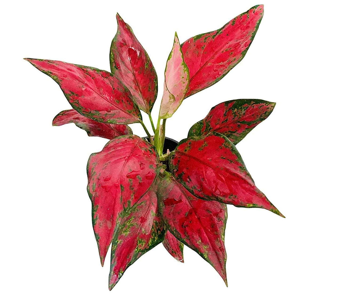 Aglaonema Red Anjamani Indoor Plant 20cm-30cm - Available in Pink Star, Ruby, and Red Siam Variants