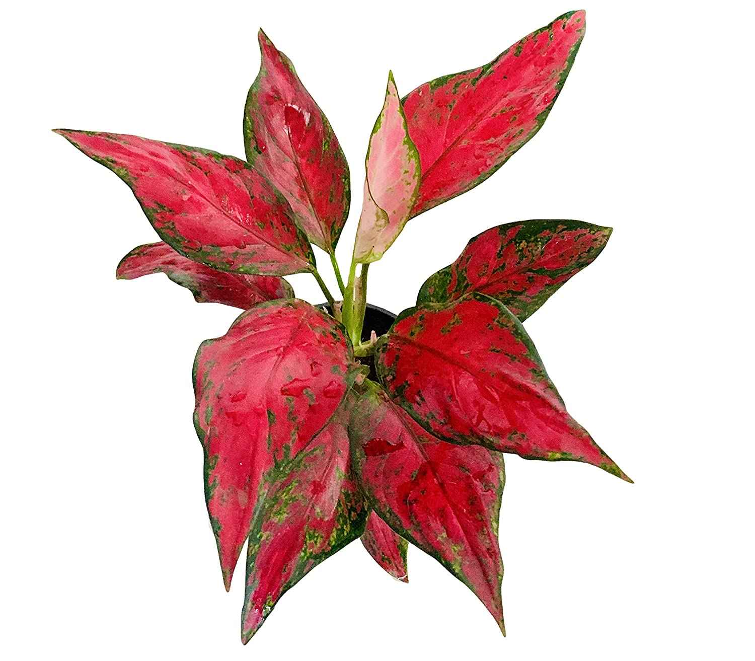 Aglaonema Red Anjamani Indoor Plant 20cm-30cm - Available in Pink Star, Ruby, and Red Siam Variants