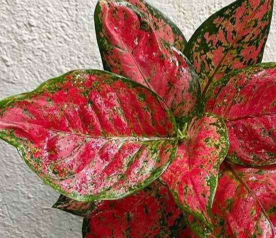 Aglaonema Red Anjamani Indoor Plant 20cm-30cm - Available in Pink Star, Ruby, and Red Siam Variants