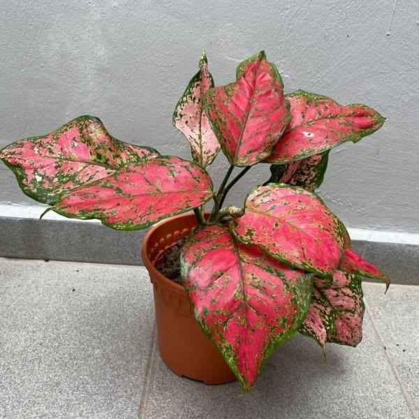 Aglaonema Red Anjamani Indoor Plant 20cm-30cm - Available in Pink Star, Ruby, and Red Siam Variants