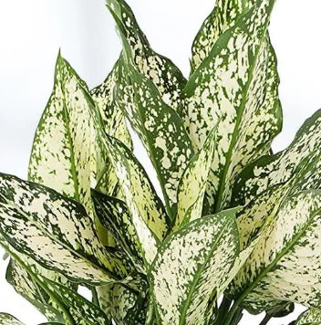 Aglonema Snow White plant with green and white speckled leaves against a white background