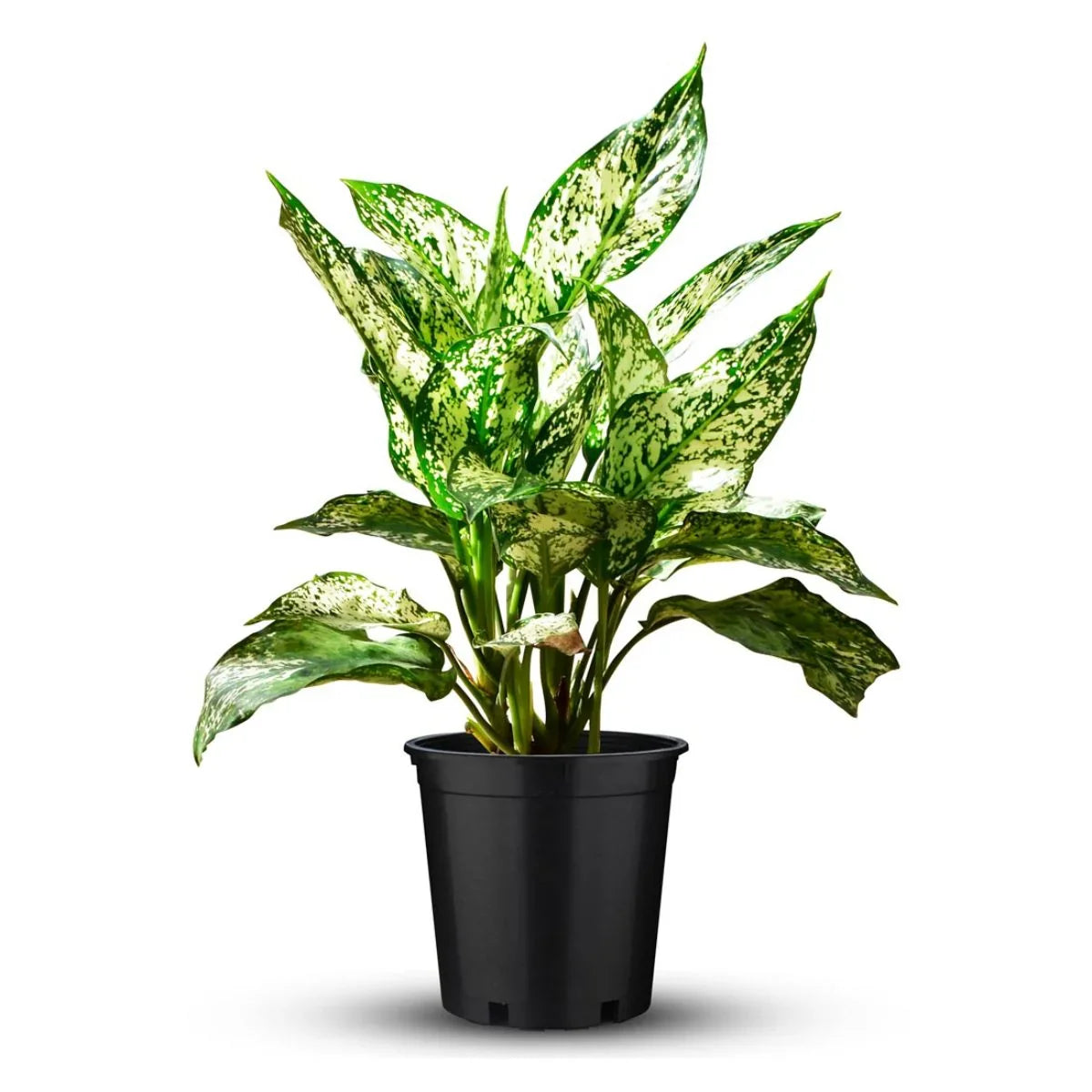 Aglonema Snow White indoor plant with variegated green and white leaves in a black pot.