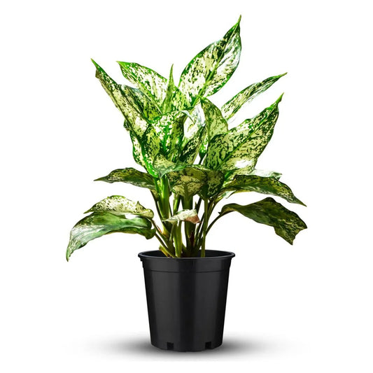 Aglonema Snow White indoor plant with variegated green and white leaves in a black pot.
