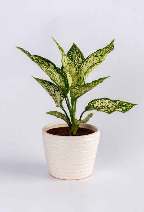 Aglaonema snow white 20-30cm/CERAMIC POT