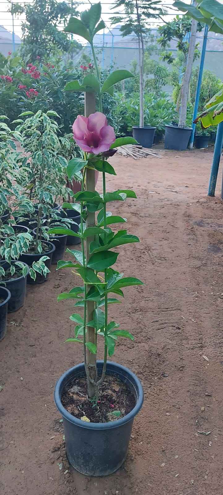 Allamanda Blanchetii Pink 60cm - 70cm | Outdoor plant | Best Online Plants | PlantmartUAE.com