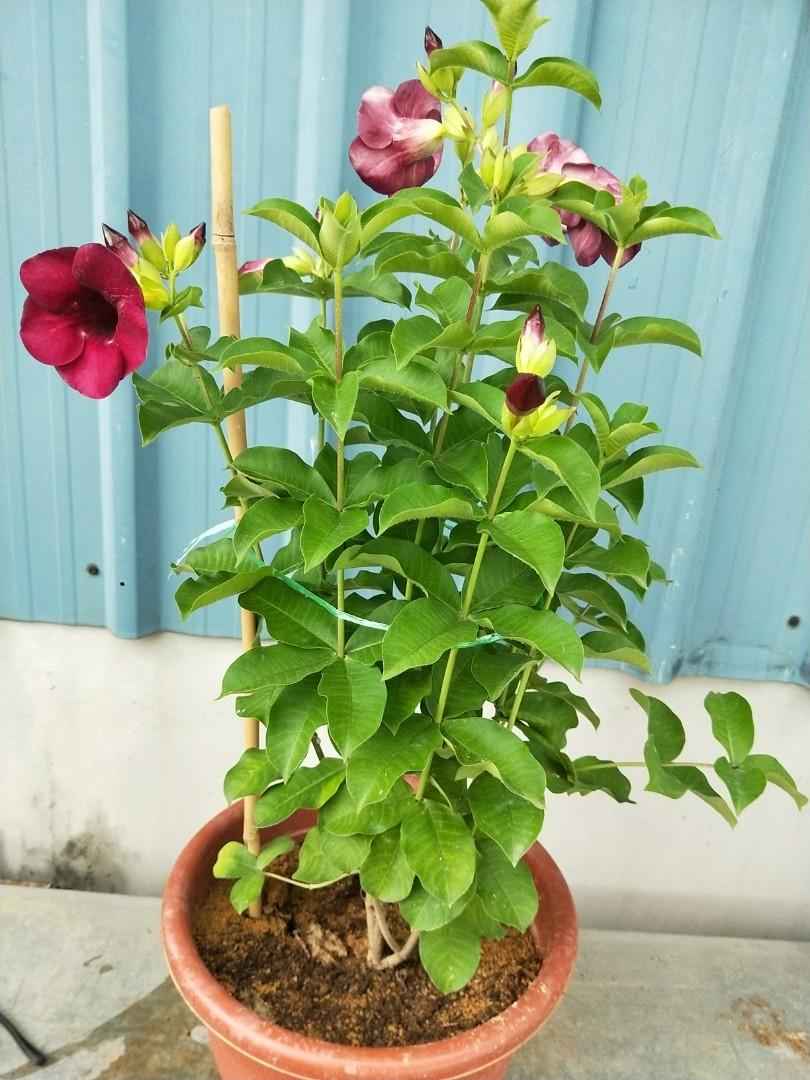 Allamanda Blanchetii Pink 60cm - 70cm | Outdoor plant | Best Online Plants | PlantmartUAE.com
