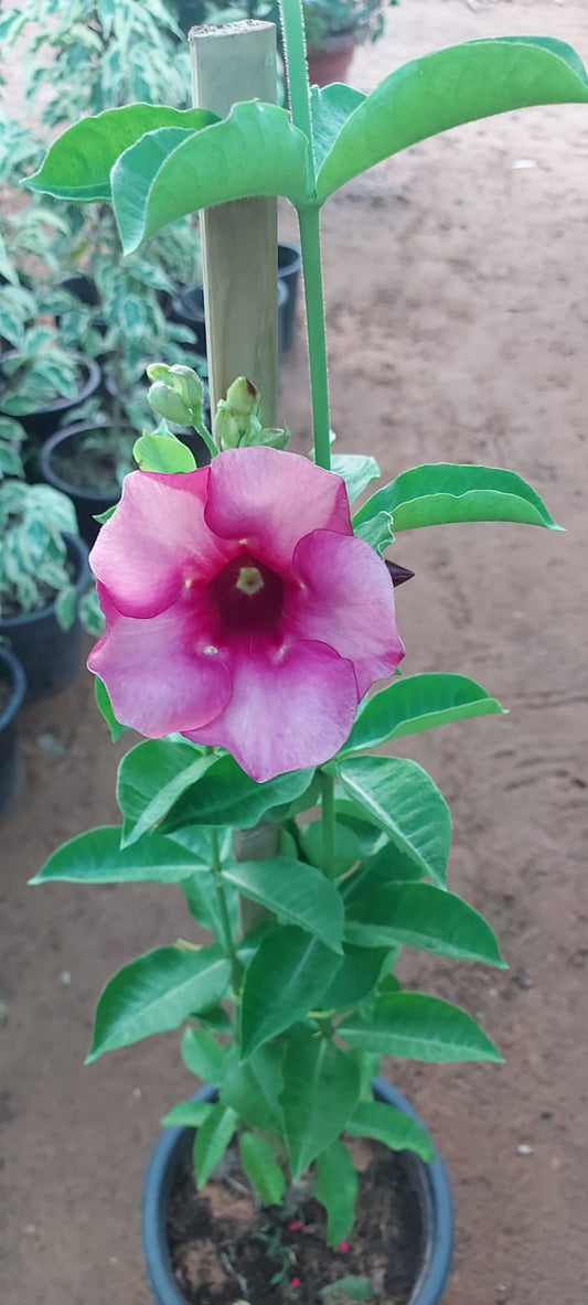 Pink Allamanda flower plant with green leaves in a pot, outdoor nursery setting