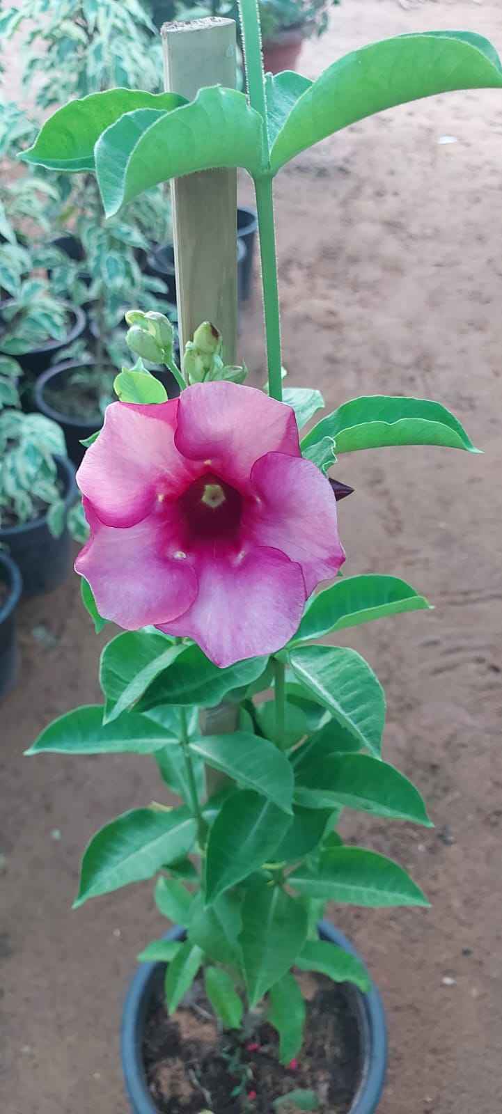 Beach Morning Glory 60cm - 80cm Outdoor plant | Ipomoea pes-caprae, Railroad Vine or Railway Creeper | Best Online Store | PlantMartUAE.com