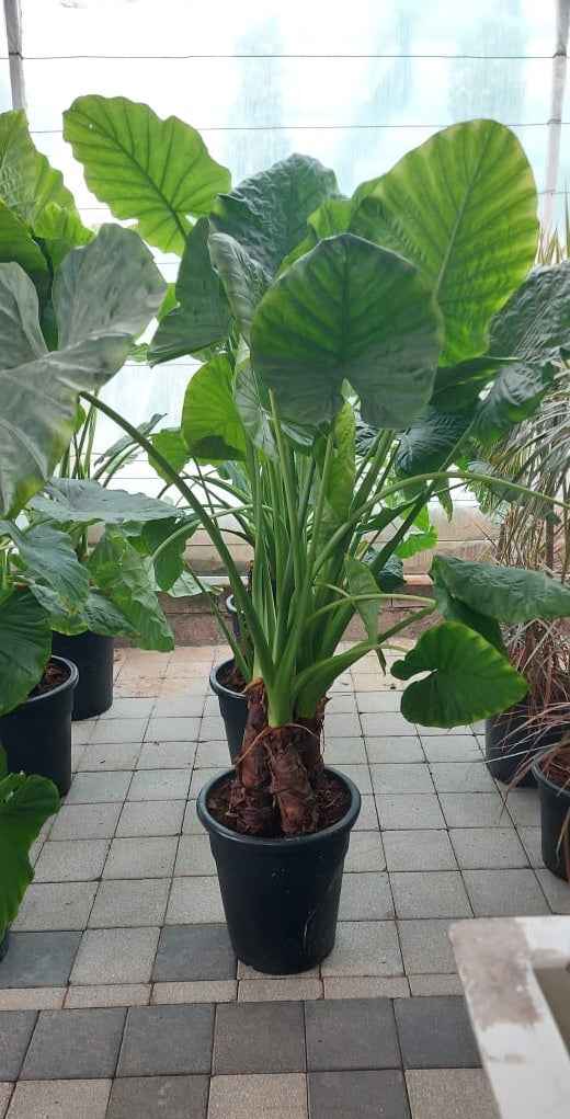 Alocasia Macrorrhiza XL/Nursery pot 150cm-170cm