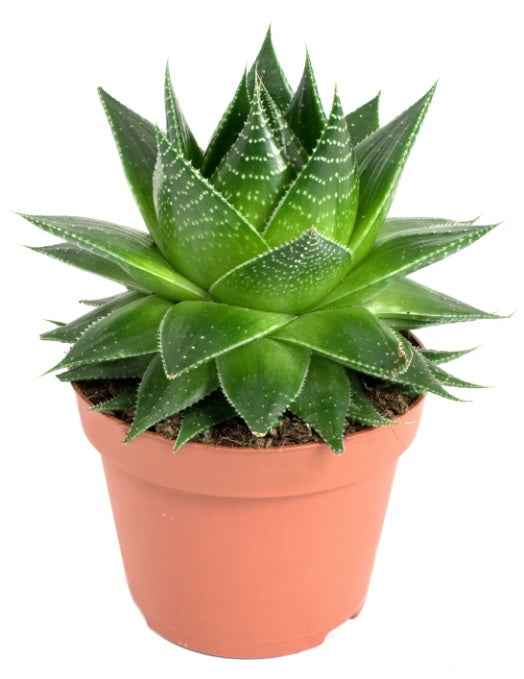 Aloe Cosmo 15cm indoor plant succulent
