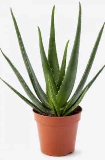 Aloe Vera 30cm-40cm | Outdoor plant | Best Online Plants | PlantmartUAE.com