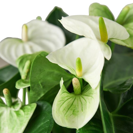 White anthurium plant with glossy green leaves and elegant white flowers, close-up view