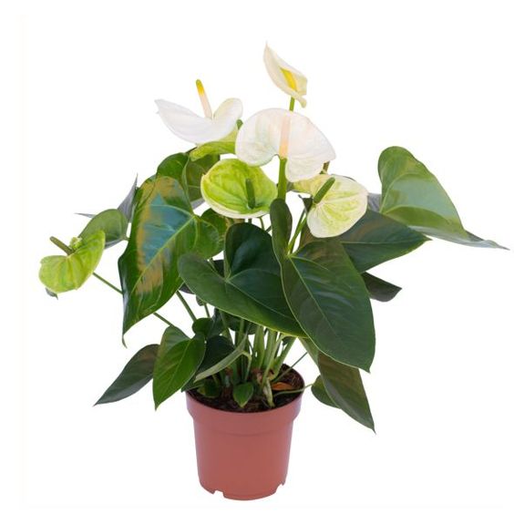White anthurium plant with glossy green leaves in a plastic pot, indoor houseplant