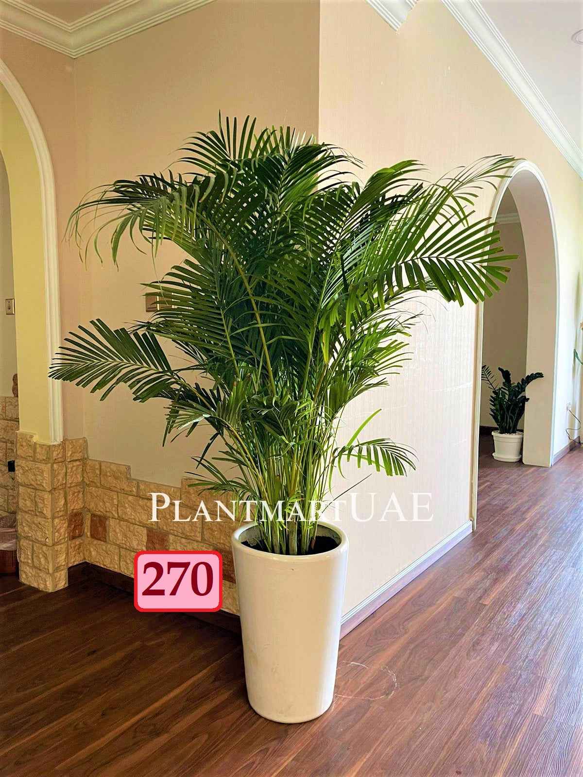 Areca Palm (Large)1.8mtr-2mtr
