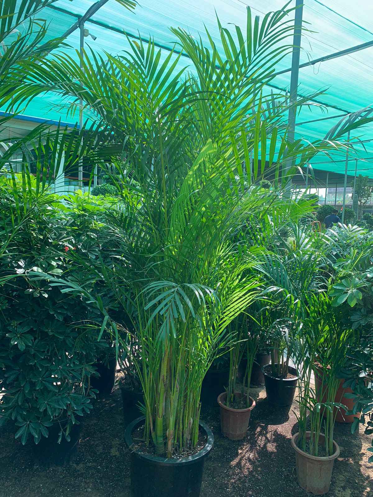 Areca Palm (Large)1.8mtr-2mtr