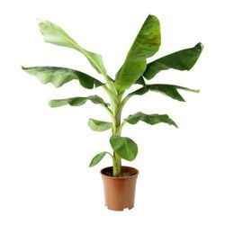 Banana plant Outdoor plant |Banana Tree, fruit trees, Musa paradisiaca, Plantain, شجرة الموز | Best Online Store | PlantMartUAE.com