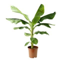 Banana plant with broad green leaves in a brown plastic pot, indoor houseplant