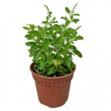 Holy Basil – Tulsi 20cm - 30cm