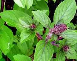 Basil Persian 30cm-40cm Outdoor plant | Rayhan | Best Online Store | PlantMartUAE.com
