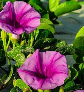 Purple beach morning glory flowers with green leaves on sandy ground