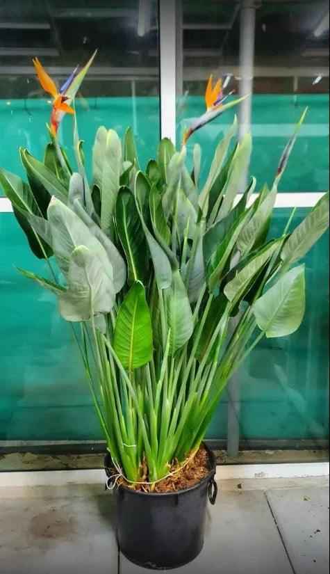Bird of paradise 140cm indoor plant strelitzia Nicolai