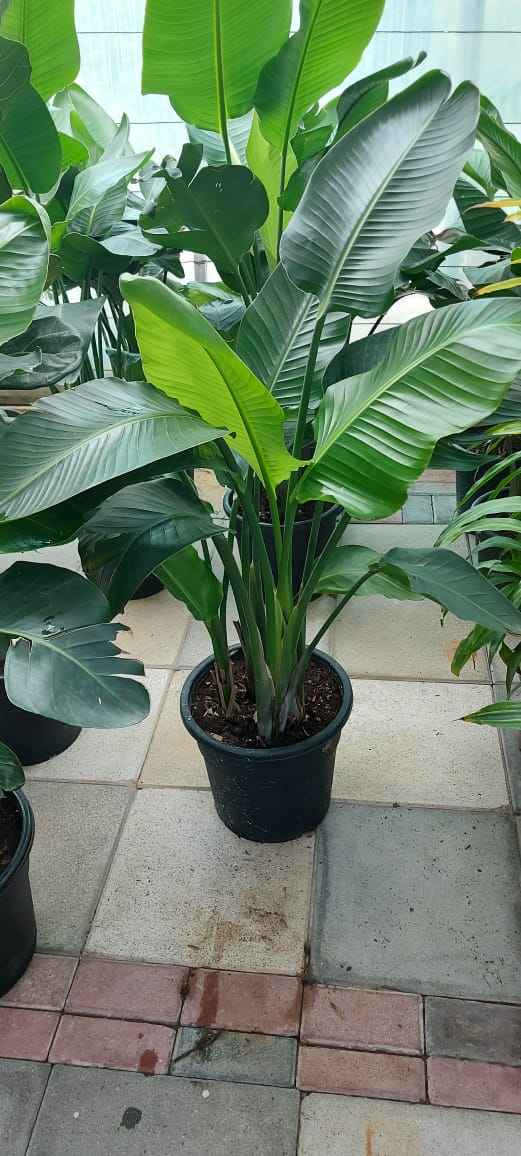 Bird Of Paradise 110cm - Sterilitzia Nicolai | Indoor Plant