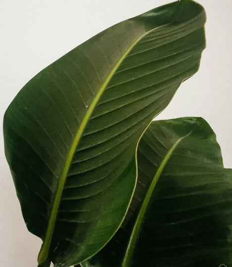 Bird Of Paradise 110cm - Sterilitzia Nicolai | Indoor Plant