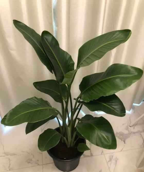 Bird Of Paradise 110cm - Sterilitzia Nicolai | Indoor Plant