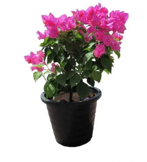 Bougainvillea Pink Nursery Pot - Small Outdoor Plant at Plantmart Best Price