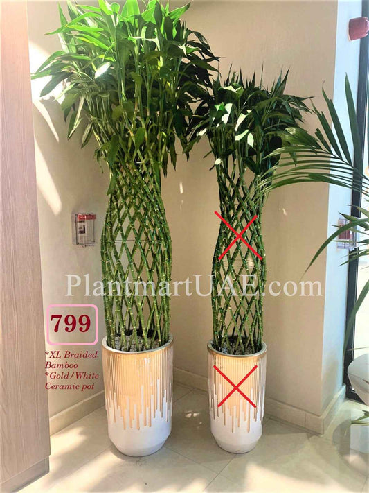 XL Braided Bamboo - CERAMIC pot