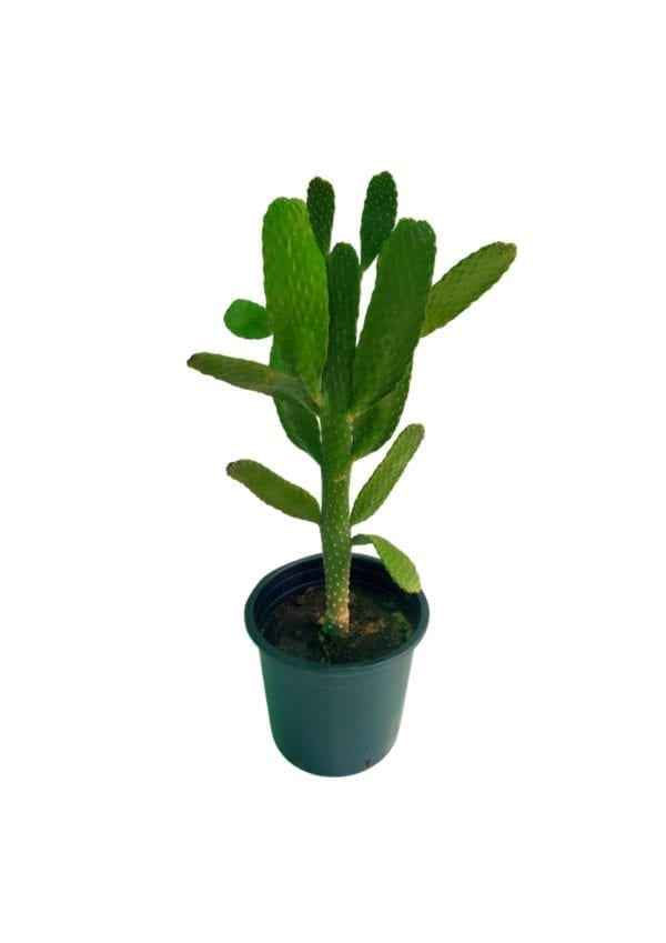 Cactus Opuntia-Ficus Indica 50cm-60cm