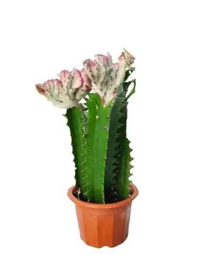 Cactus Euphorbia Outdoor Plant 50cm (L) for Gardens and Patios