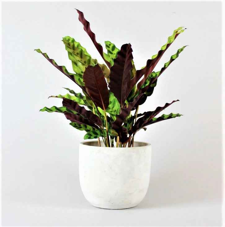 Calathea Lancifolia 40cm Indoor Plant