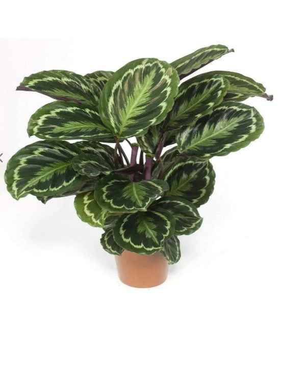 Calathea Medallion Plant 30cm-40cm | indoor plant | Calathea Zebra Plant | Best Online Plant Shop | PlantMartUAE.com