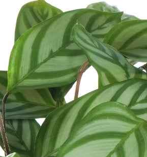 Calathea never never plant 30cm-40cm indoor plant