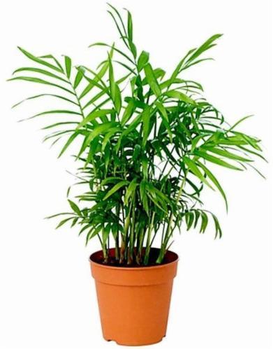 Chamaedorea Elegans indoor plant in a terracotta pot, lush green foliage, parlour palm