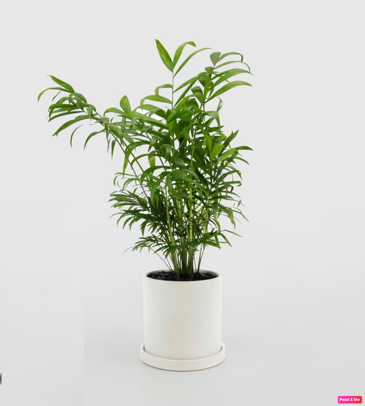 Chamaedorea Elegans 25cm-30cm indoor plant / Parlour Palm/ Bamboo Palm