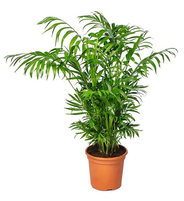 Chamaedorea Elegans 25cm-30cm indoor plant / Parlour Palm/ Bamboo Palm