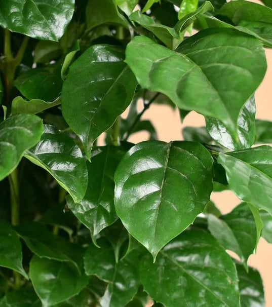 Close-up of lush green Radermachera sinica leaves, indoor decorative houseplant
