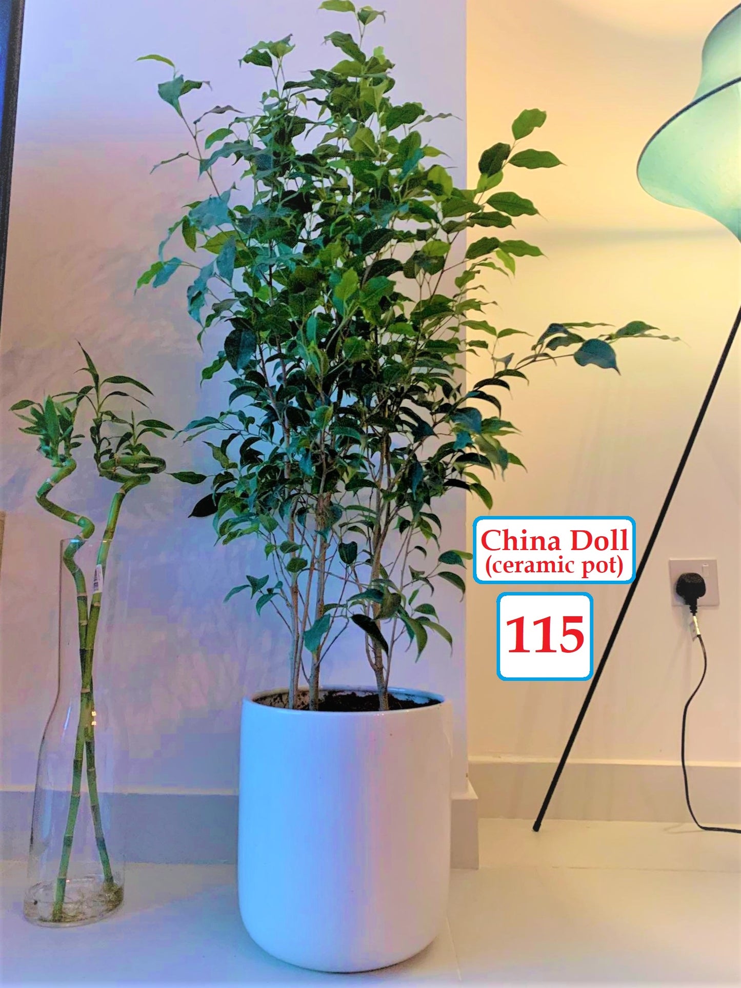 China Doll indoor plant in a large white ceramic pot beside bamboo in a glass vase