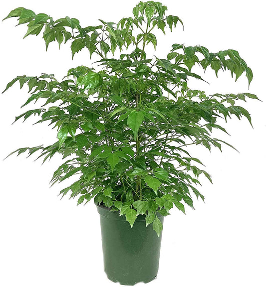 China Doll (Red Machera) indoor 60cm-70cm