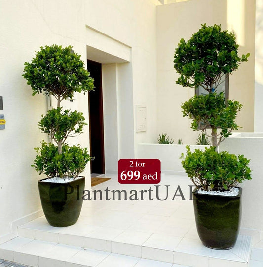 Pair of three-head ficus plants in large pots on a modern white patio entrance