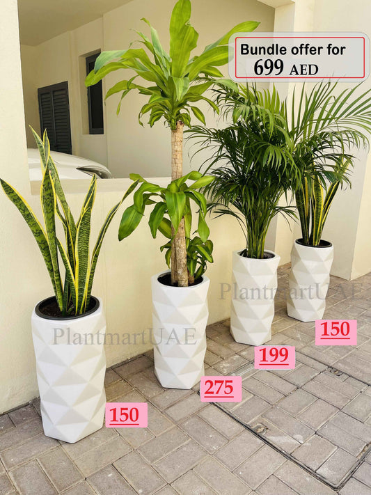 Combo Offer: 4 Large indoor plants/CERAMIC pots