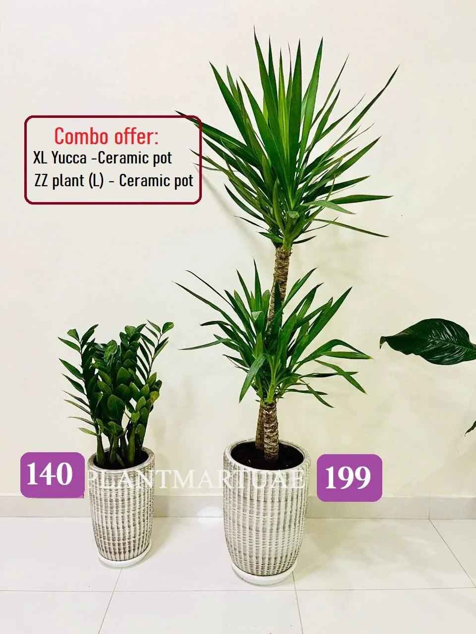 Twin Pack Yucca and ZZ Plant in Stylish Ceramic Pots – Ideal Home Décor