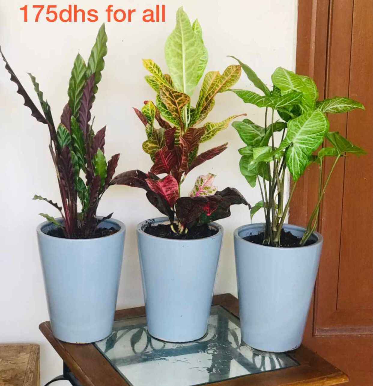 Potted COMBO : 3 indoor plants/CERAMIC pots