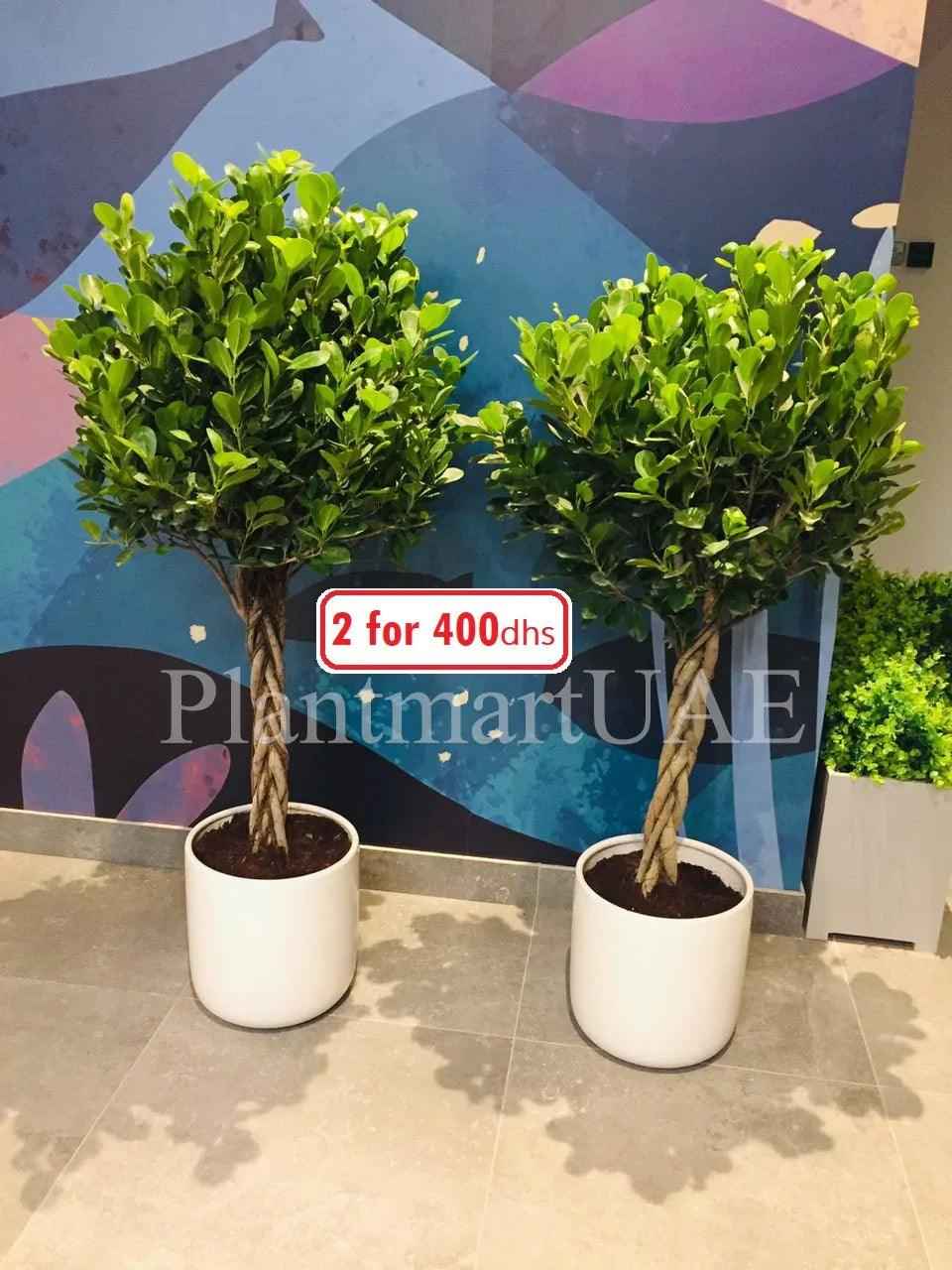2pcs Twisted Ficus Panda Plant 150cm in Ceramic Pot - Retusa Outdoor Plant
