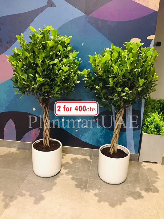 Two twisted ficus plants in white ceramic pots indoors against a colorful wall
